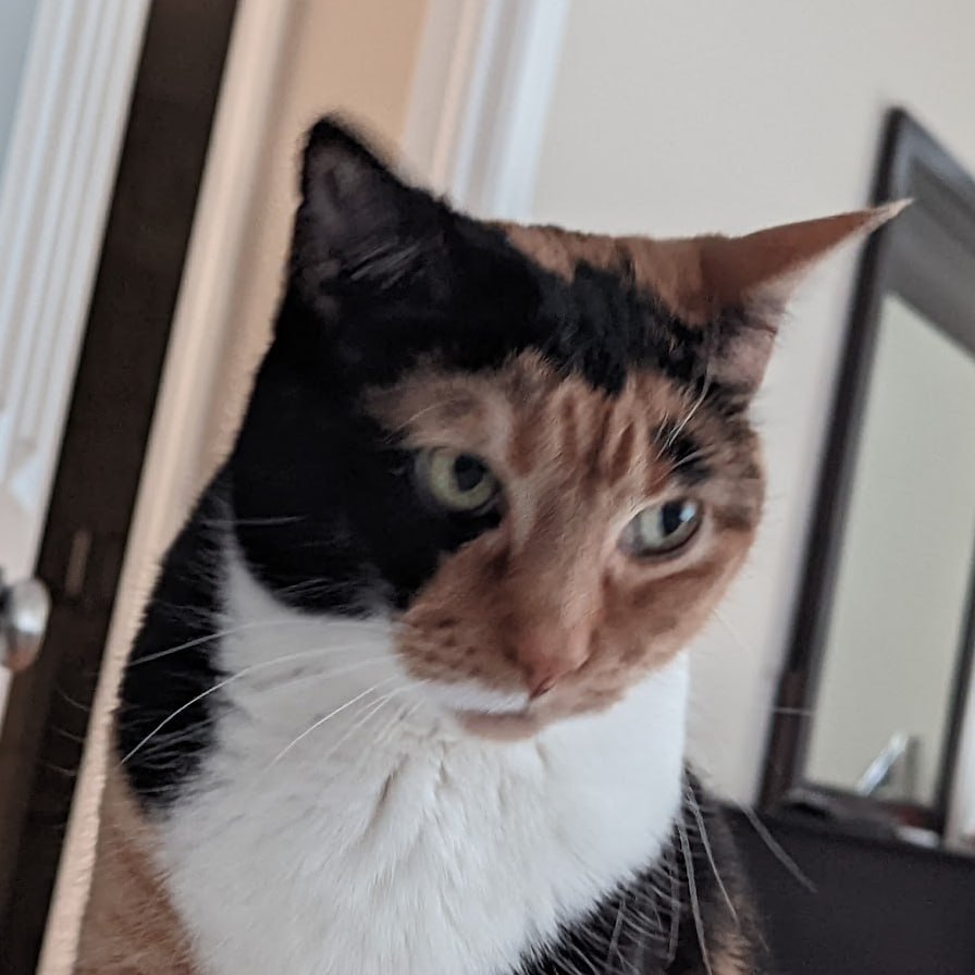 Bella looking into the camera
