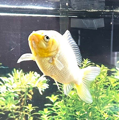 Goldie swimming in an aquarium